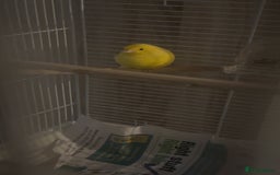 Canaries birds for sale: two canaries in pairs  - Image 10