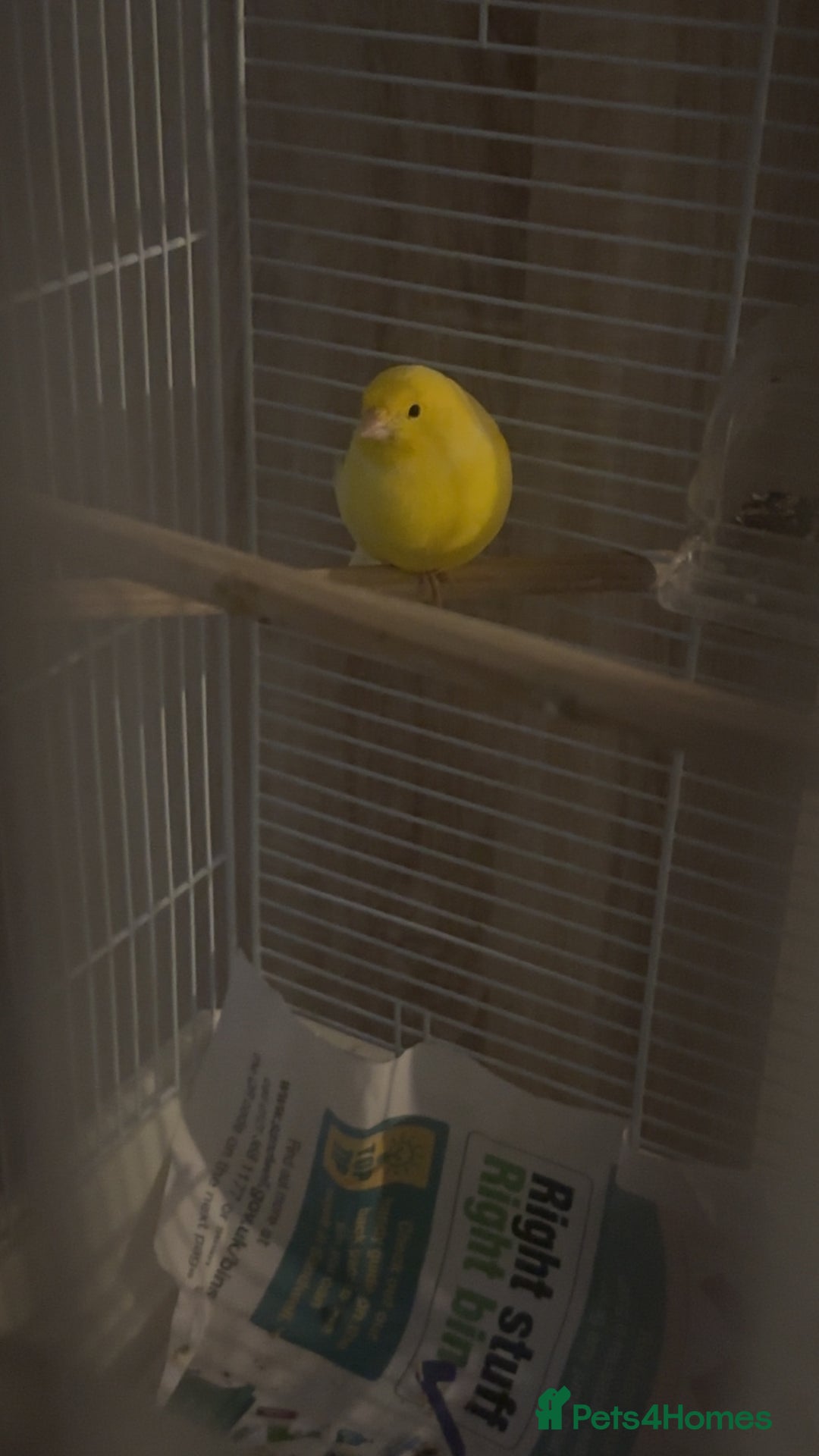 Canaries birds for sale: two canaries in pairs  - Image 10