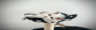 Gentle Joy