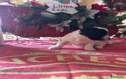 Bichon Frise dogs for sale: Bichon Frise X Bichon Havanez  - Image 9