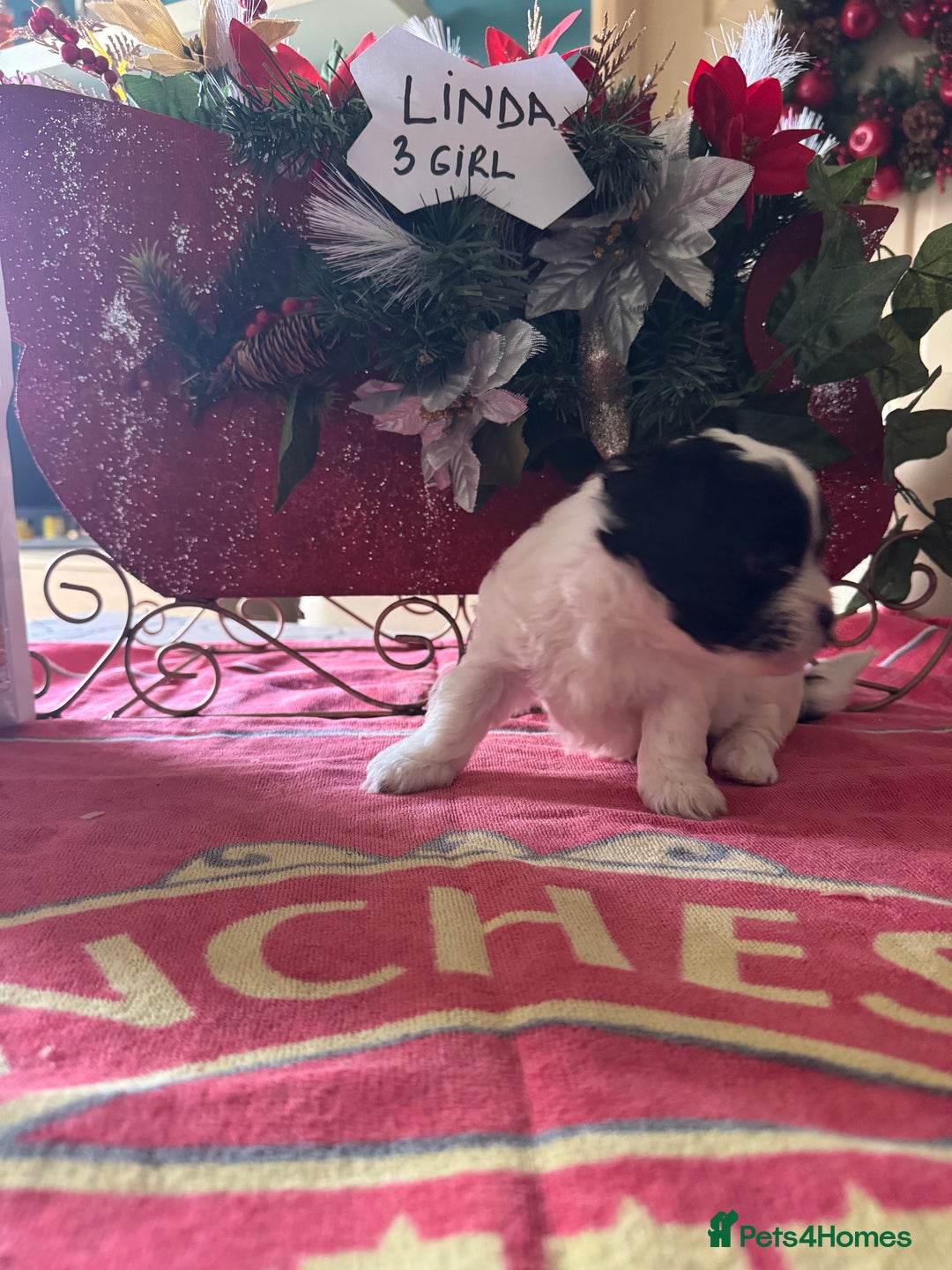 Bichon Frise dogs for sale: Bichon Frise X Bichon Havanez  - Image 9