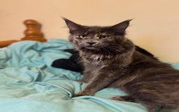 Maine Coon cats for sale: ✨Stunning Maine Coon Kittens✨ - Image 8