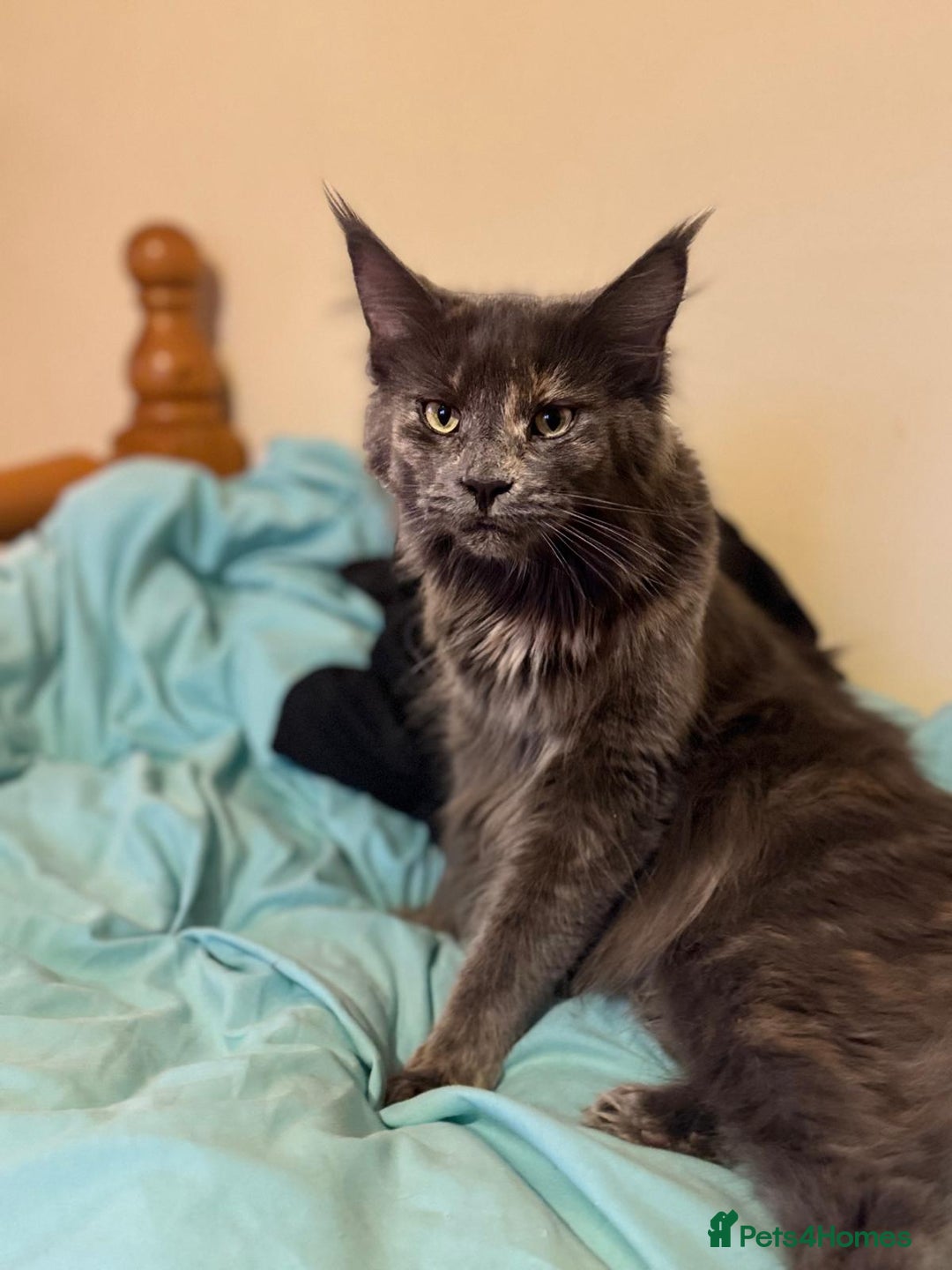 Maine Coon cats for sale: ✨Stunning Maine Coon Kittens✨ - Image 8