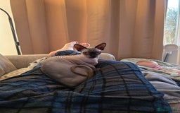 Sphynx cats for sale: Female Sphynx Cat - Image 7