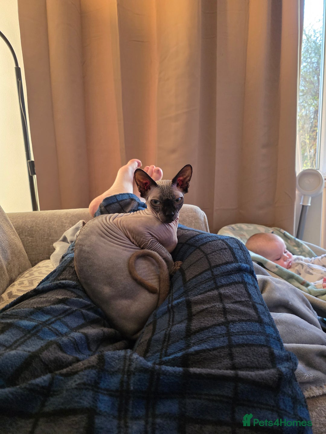 Sphynx cats for sale: Female Sphynx Cat - Image 7