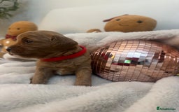 Cavapoo dogs for sale: 🐾 Beautiful F1 Cavapoos – Raised with Love  🐾 - Advert 28