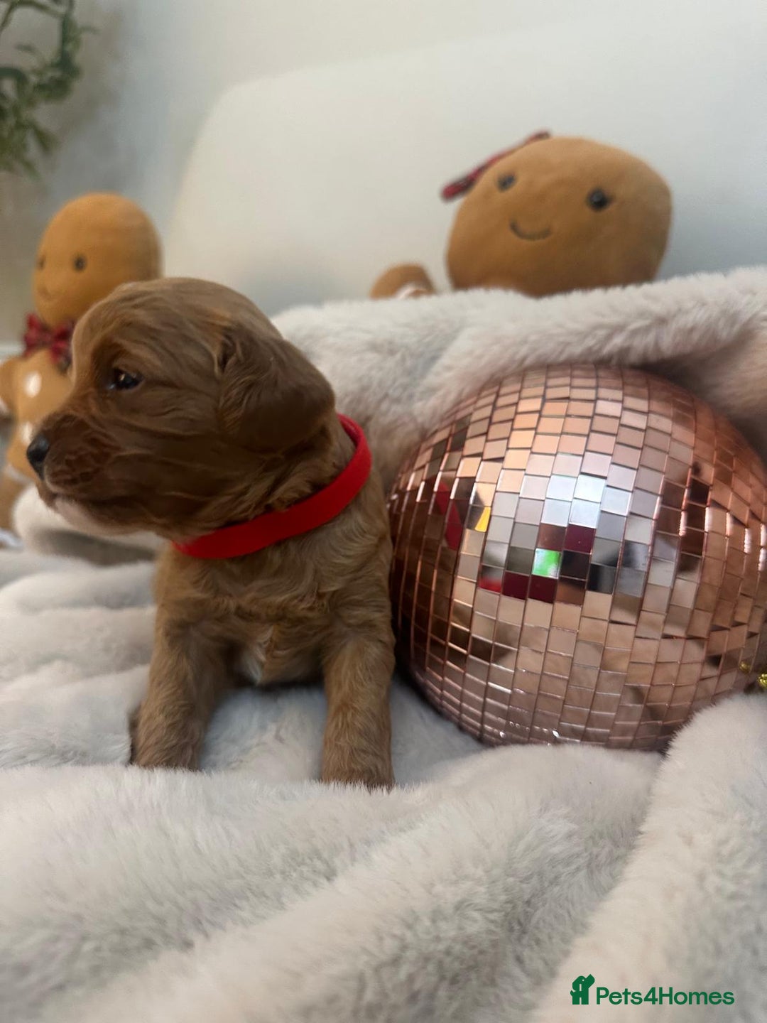 Cavapoo dogs for sale: 🐾 Beautiful F1 Cavapoos – Raised with Love  🐾 - Advert 28