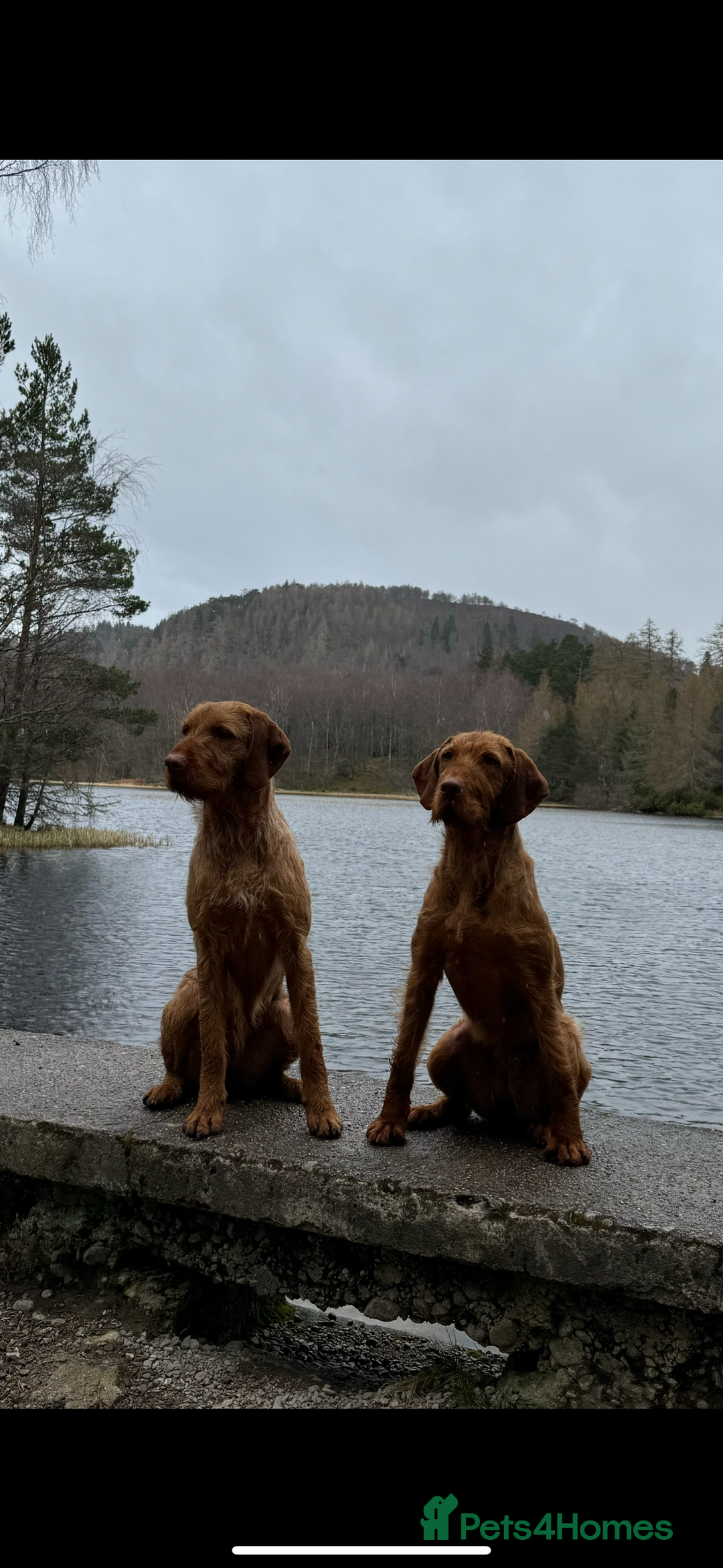 Hungarian Vizsla dogs for sale: Wirehaired Vizsla’s - Image 39