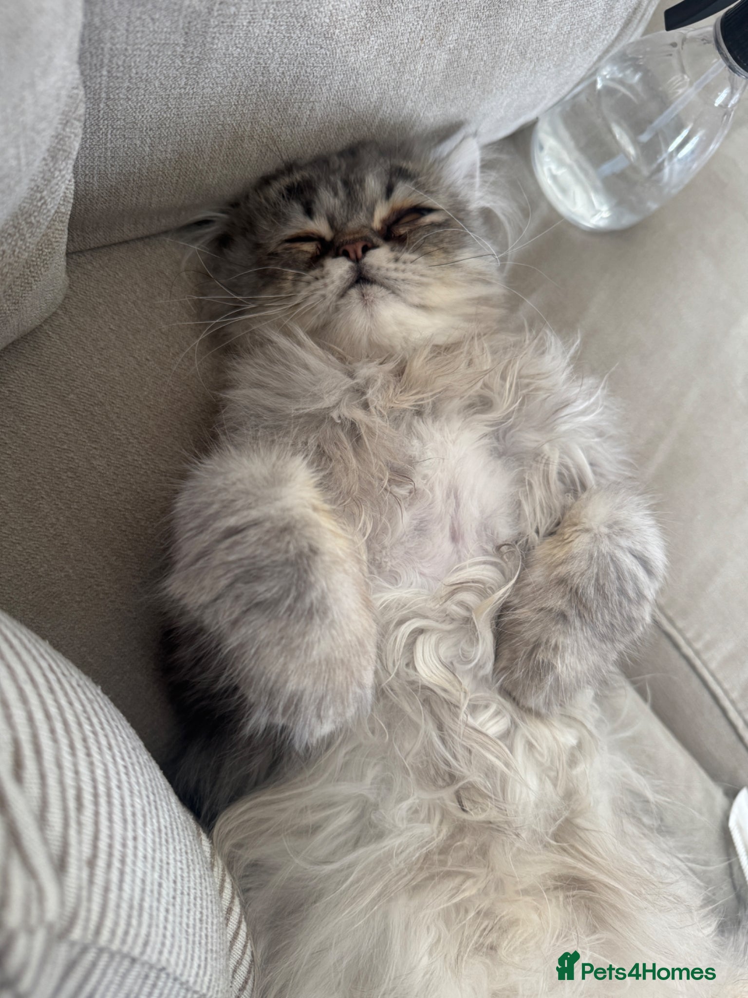 Persian cats Male silver doll face persian 11 months - Advert 2