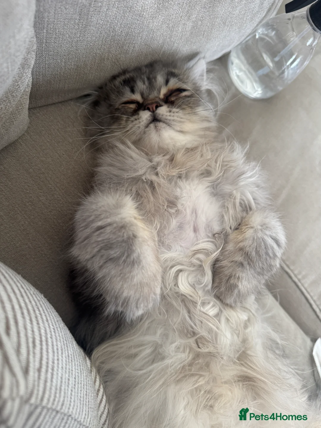 Persian cats for sale: Male silver doll face persian 11 months - Advert 2