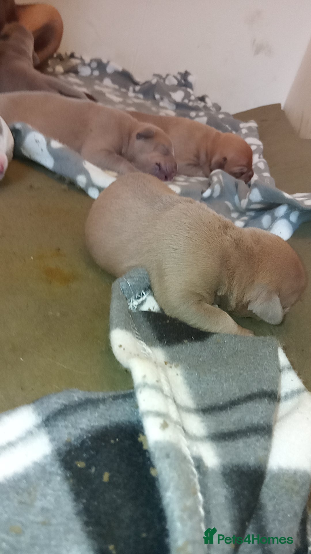 Mixed Breed dogs for sale: Rotterbulls - Image 2