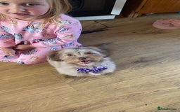Mixed Breed dogs for sale: puppy for sale  - Image 1