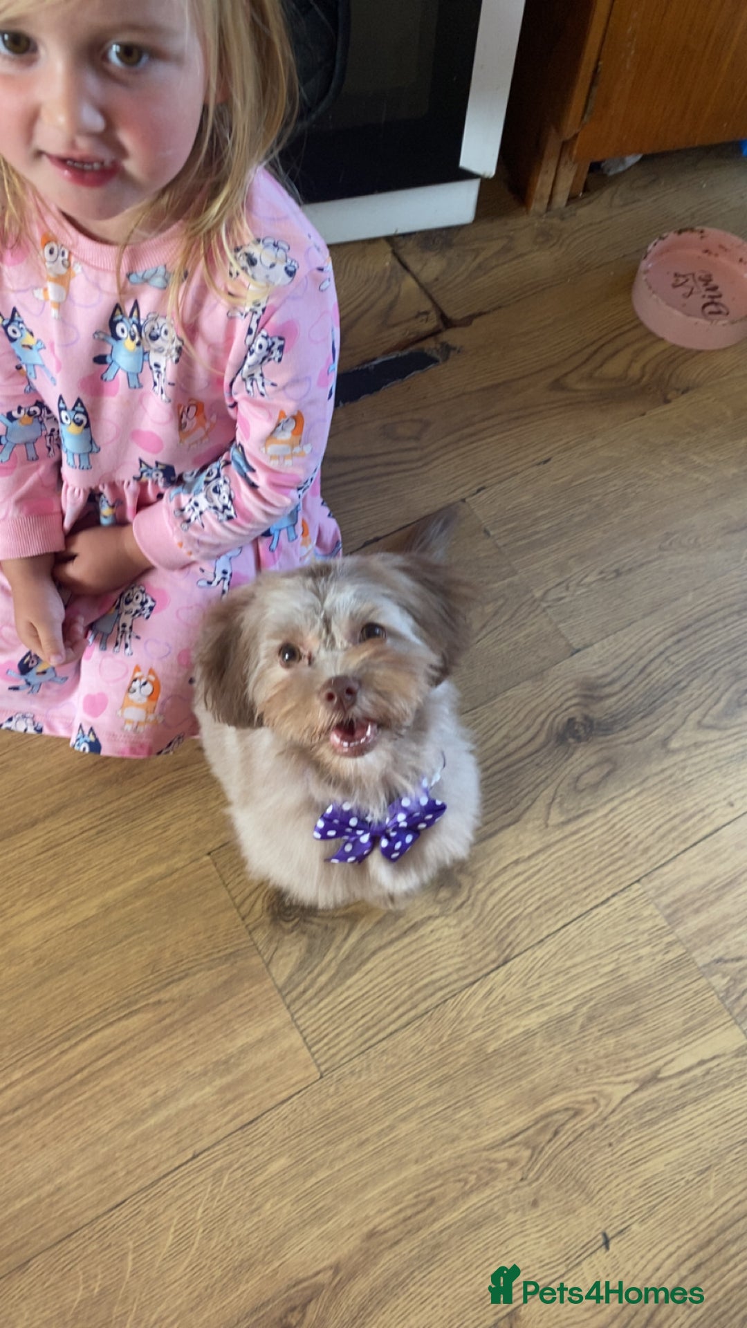 Mixed Breed dogs for sale: puppy for sale  - Image 1