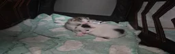 Mixed Breed cats for sale: 2 female kittens to go to a good home  in Macclesfield - Advert 22