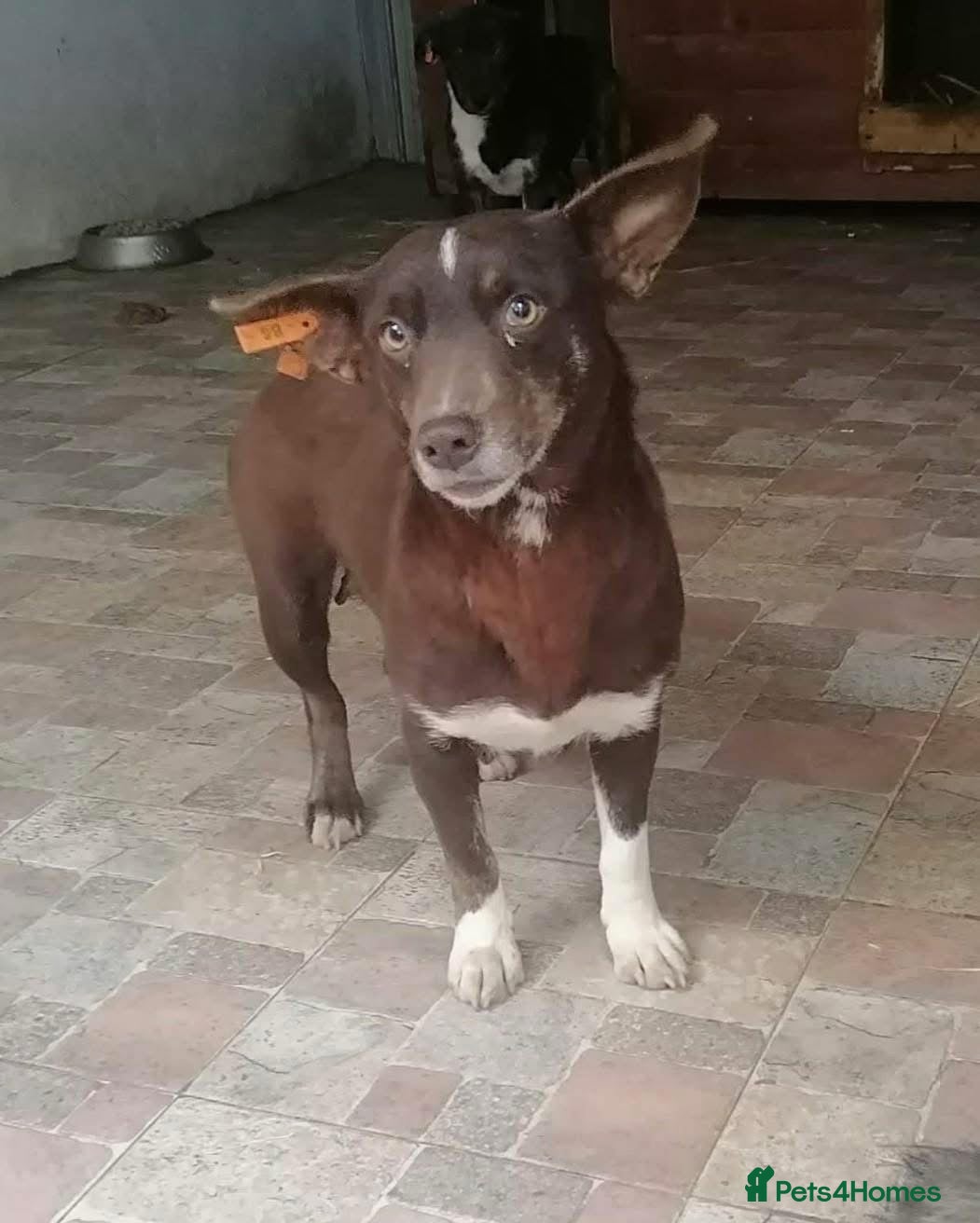 Mixed Breed dogs India - Norwich Norfolk  - Advert 1