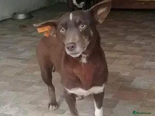 Mixed Breed dogs India - Norwich Norfolk - Advert 1