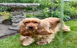 Cocker Spaniel dogs for sale: Exceptional Golden KC Show Cocker Spaniels in Chepstow - Image 10