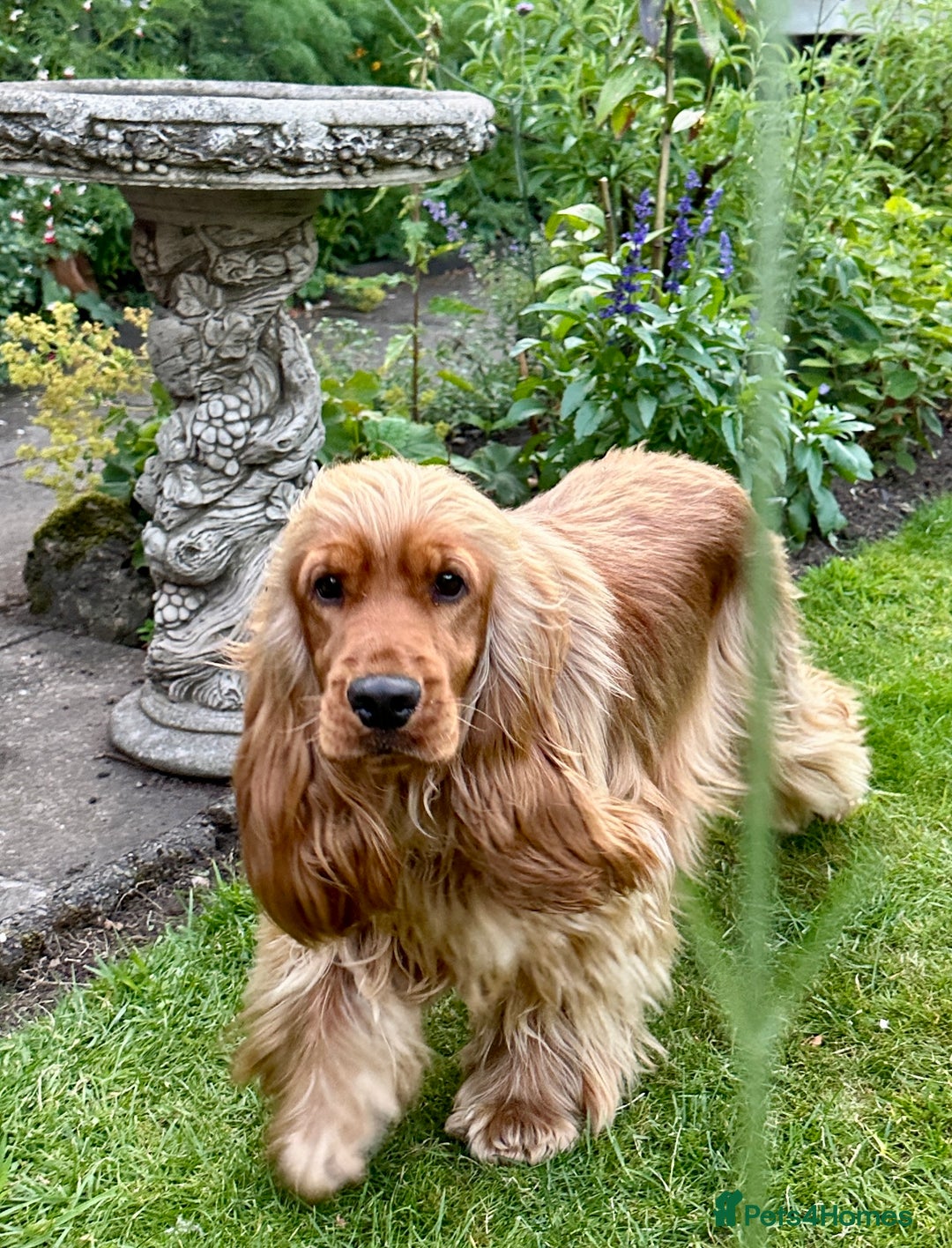 Cocker Spaniel dogs for sale: Exceptional Golden KC Show Cocker Spaniels in Chepstow - Image 10