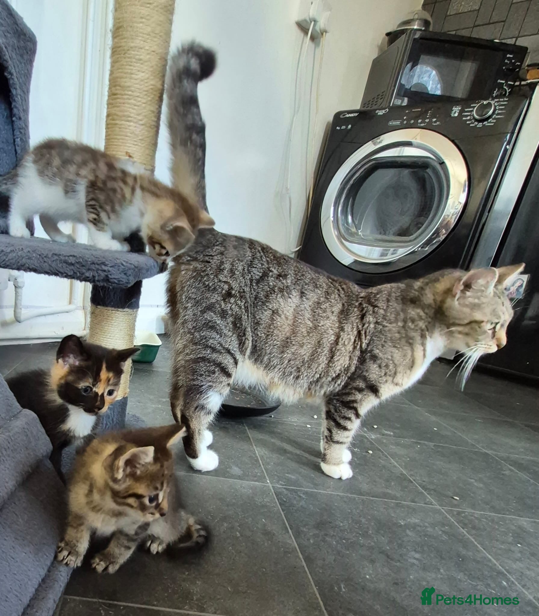 Mixed Breed cats Tabby Kittens and Tortoise Shell - Advert 1