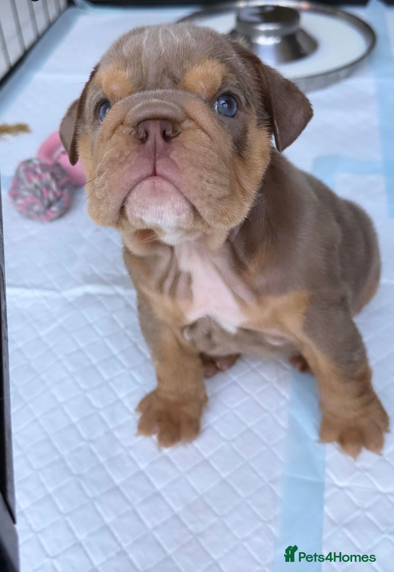 English Bulldog dogs KC Registered English Bulldogs - Advert 4