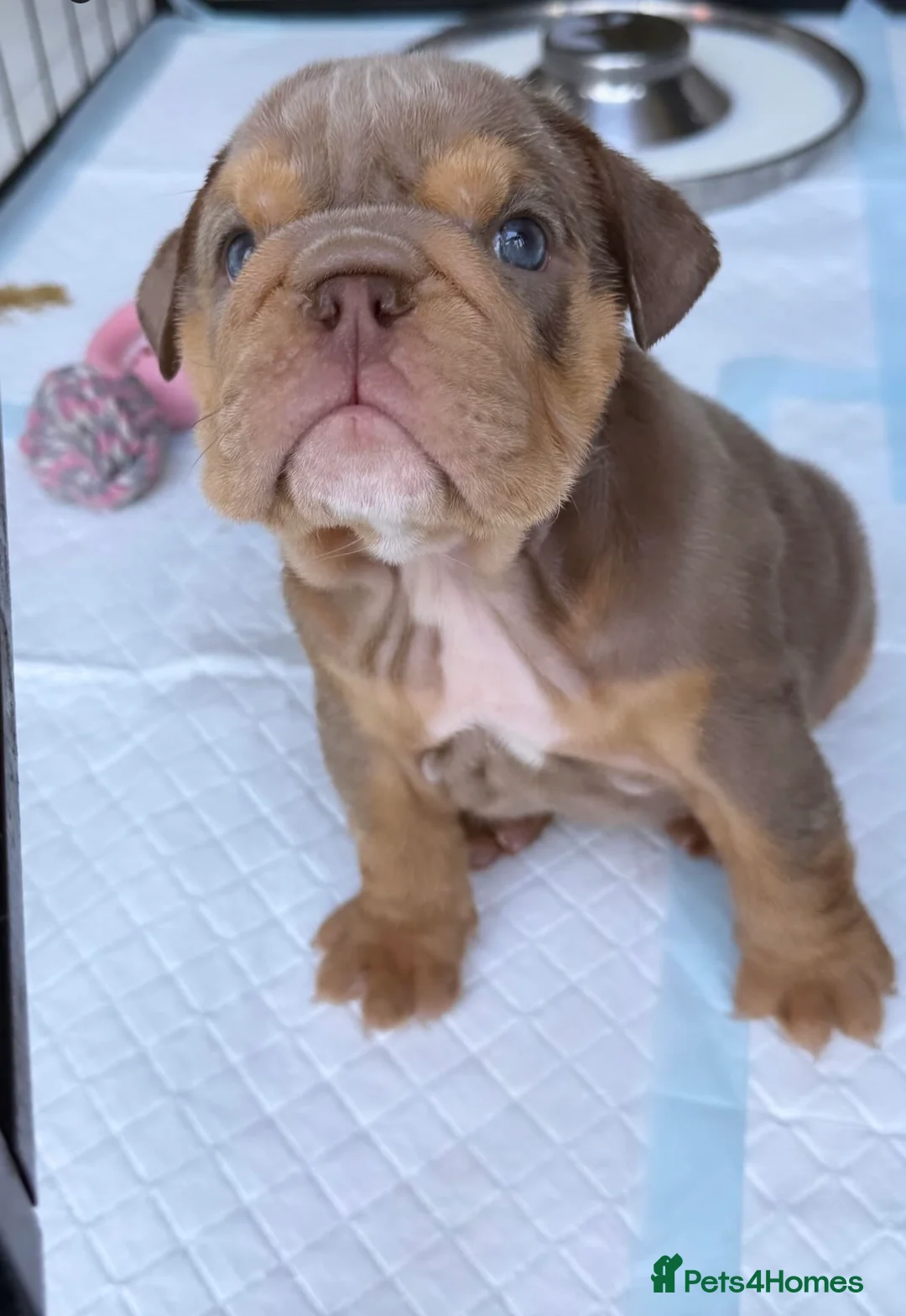 English Bulldog dogs for sale: KC Registered English Bulldogs - Advert 1