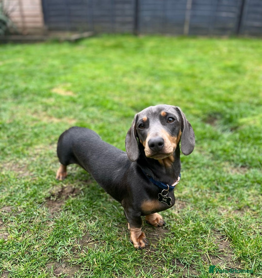 Miniature Dachshund dogs for stud: Available for stud blue and tan mini dachshund - Image 23