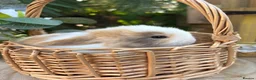 Mini Lop rabbits for sale: Vaccinated pure bred mini lops  - Advert 10