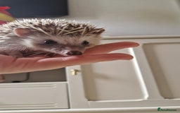 Pygmy Hedgehog rodents for sale: Oreo - male headgehog - Image 2