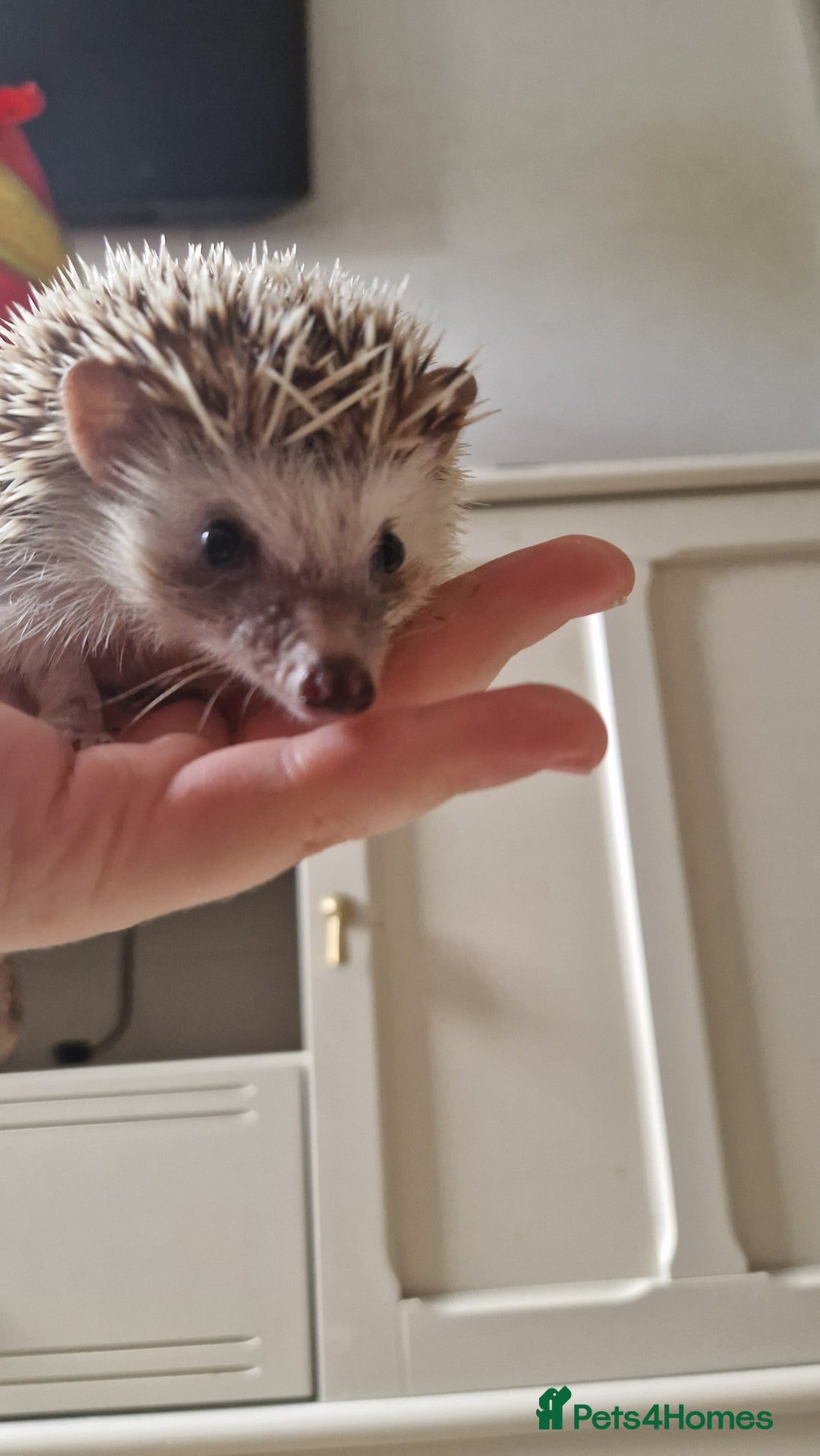 Pygmy Hedgehog rodents for sale: Oreo - male headgehog - Image 2