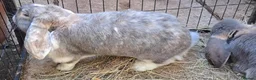 French Lop rabbits for sale: Gorgeous Giant French Lop Doe  Vaccinated - RETIRE - Advert 2