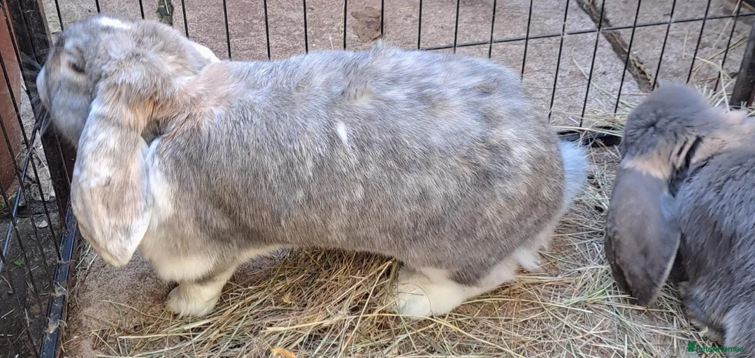French Lop rabbits for sale: Gorgeous Giant French Lop Doe  Vaccinated - RETIRE - Advert 2