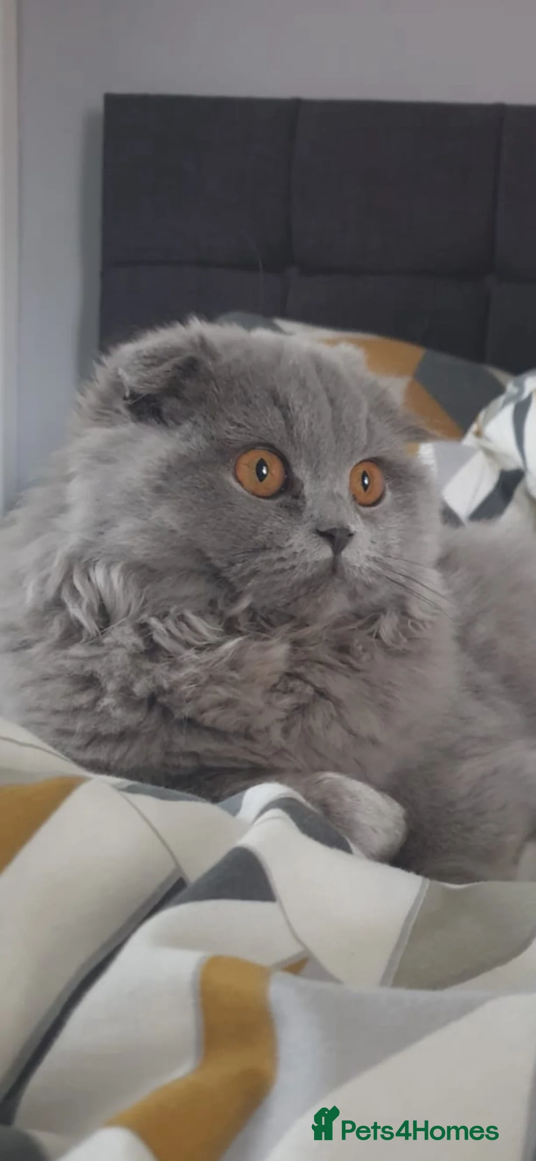 Scottish Fold cats for sale: Blue scotish fold kittens - Advert 1