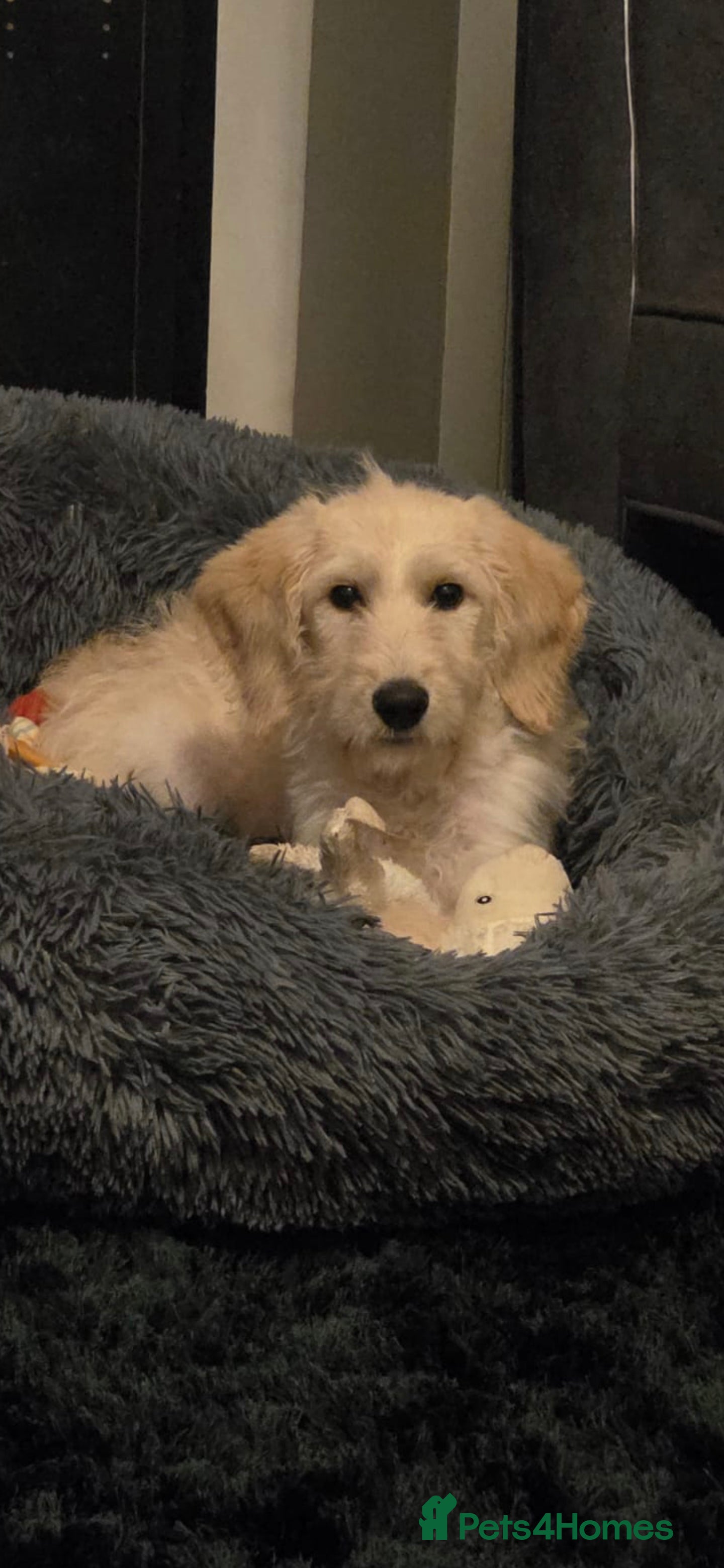 Labradoodle dogs Gorgeous blonde Labradoodle for sale - Advert 1