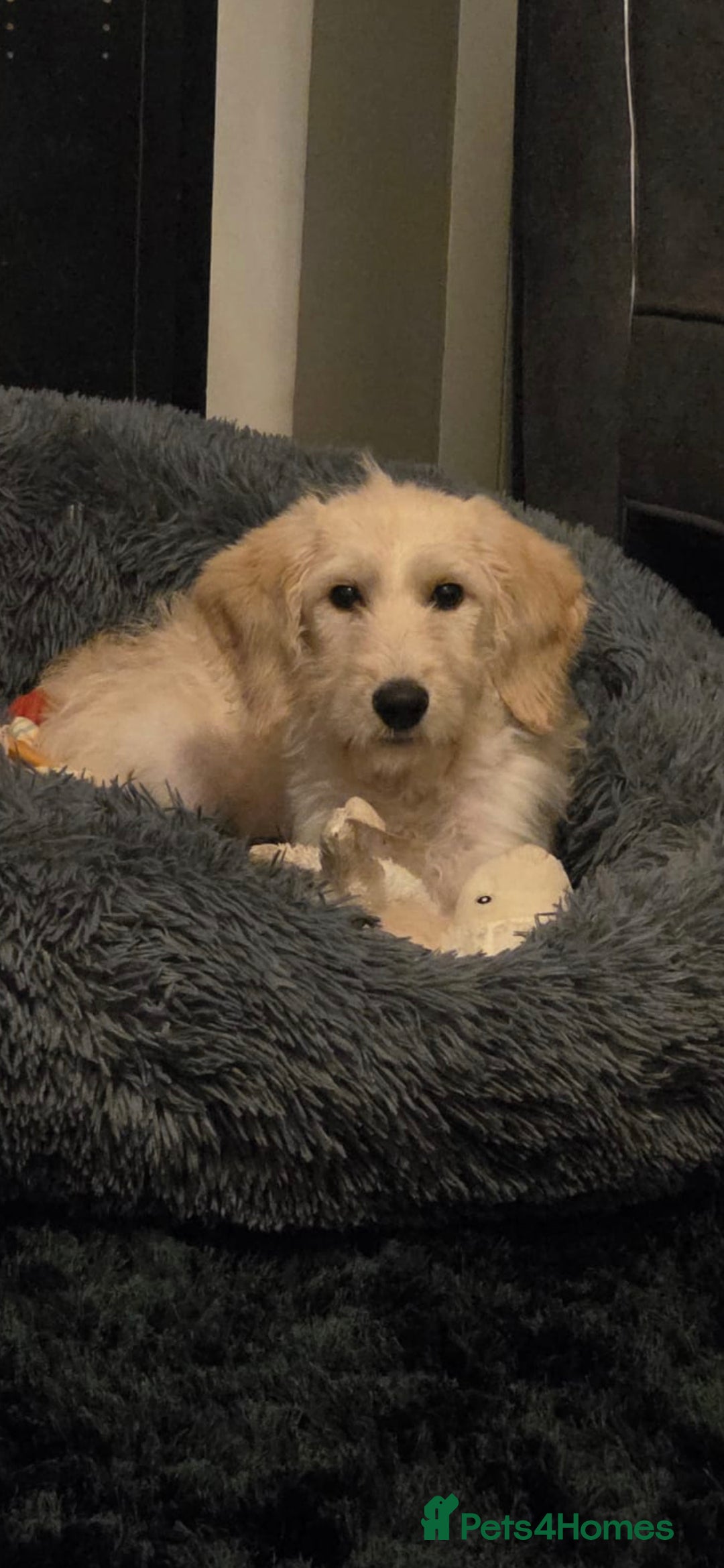 Labradoodle dogs for sale: Gorgeous blonde Labradoodle for sale - Advert 1