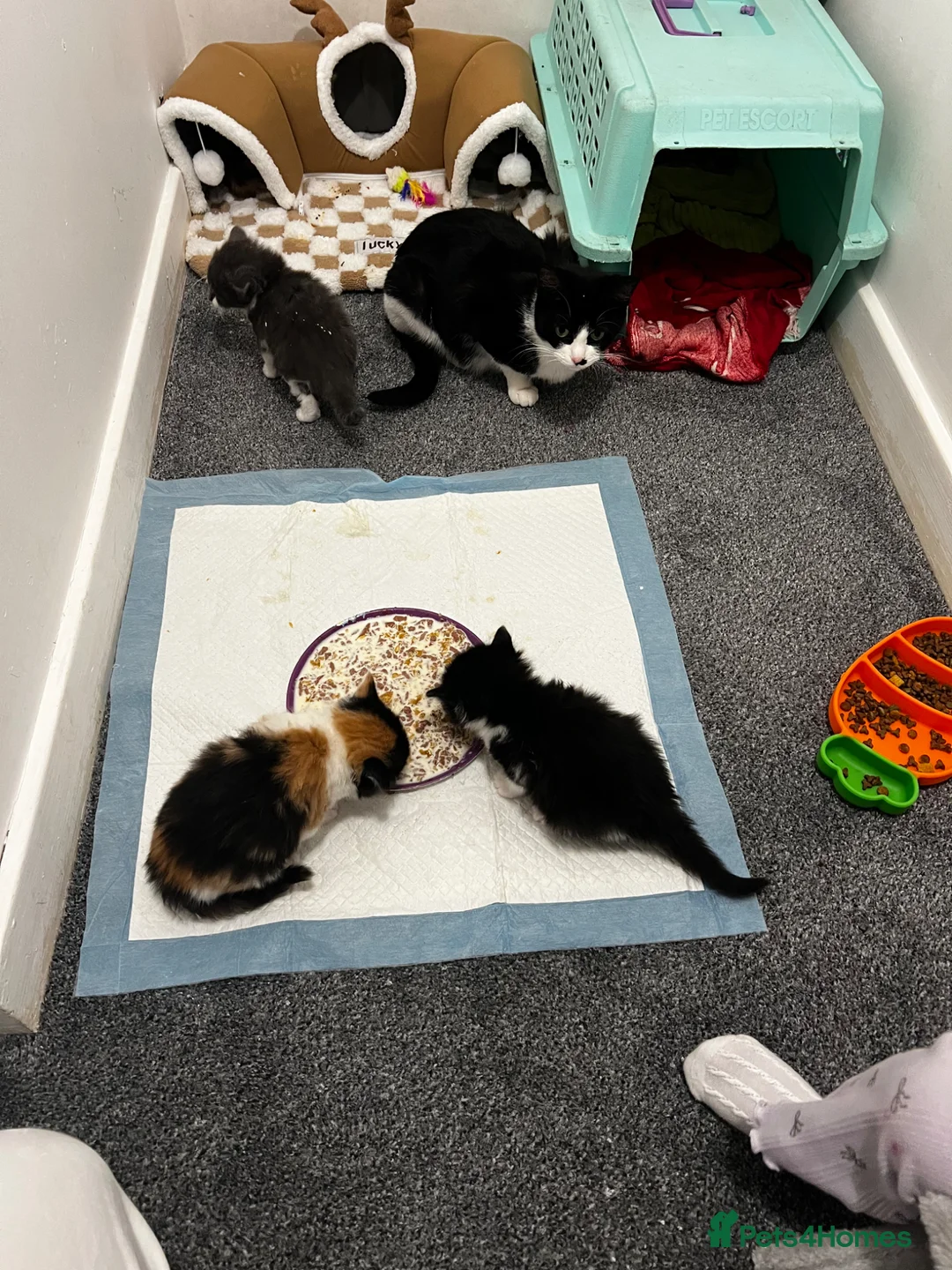 Mixed Breed cats for sale: Female 7 week old kitten  in Brechin - Advert 2