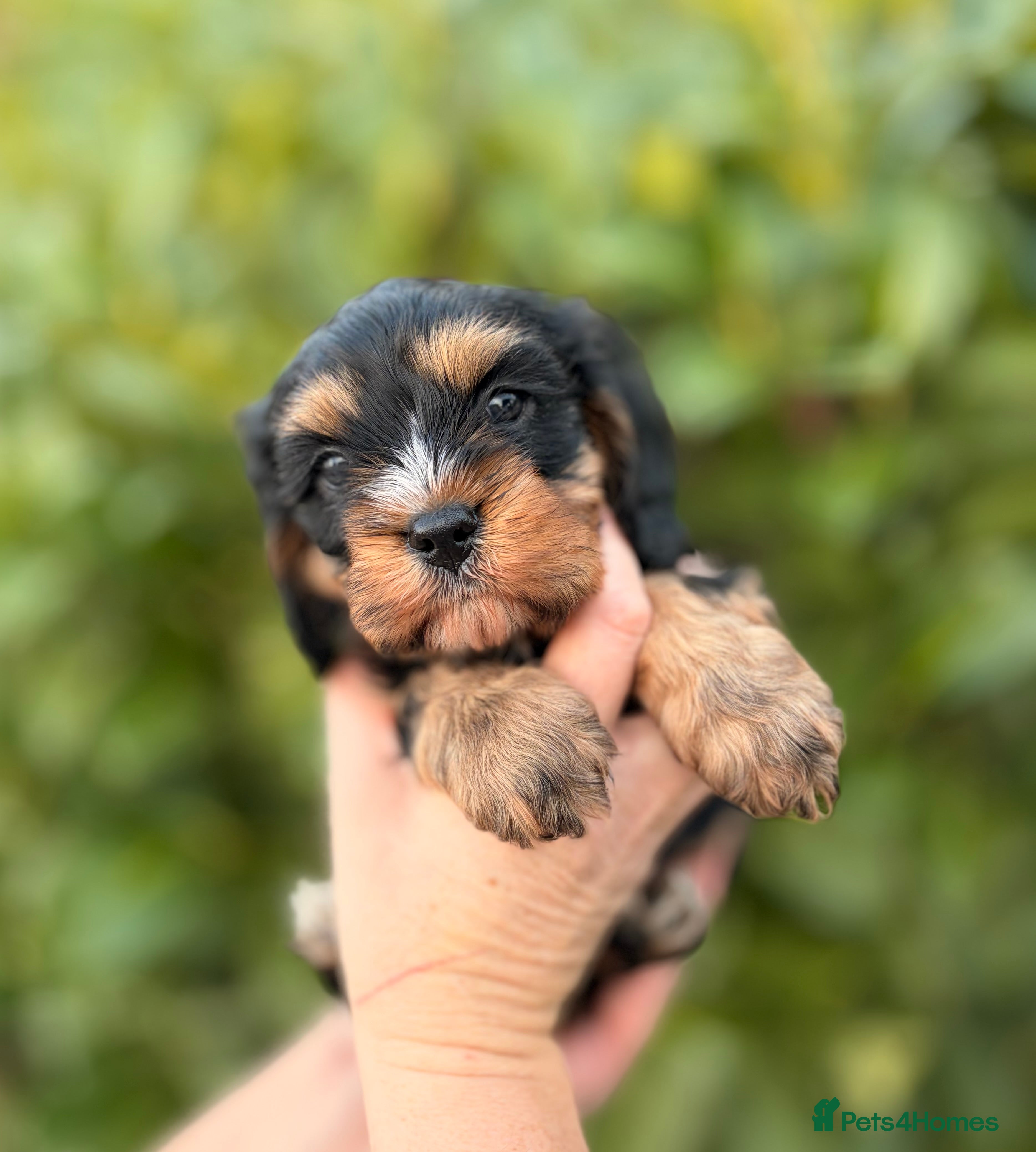 Cavapoo dogs cavapoo puppy's  - Advert 2