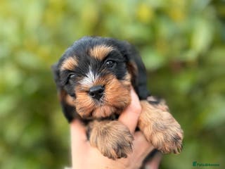 Cavapoo dogs cavapoo puppy's - Advert 2