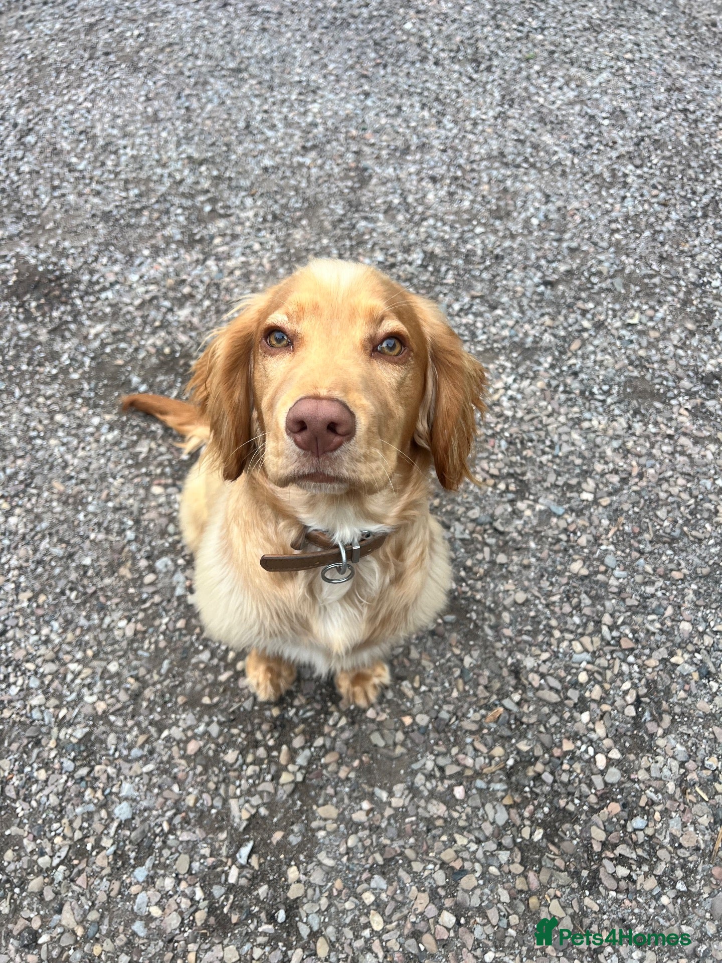 Cocker Spaniel dogs 7 month house trained KC cocker spaniel boy - Advert 1