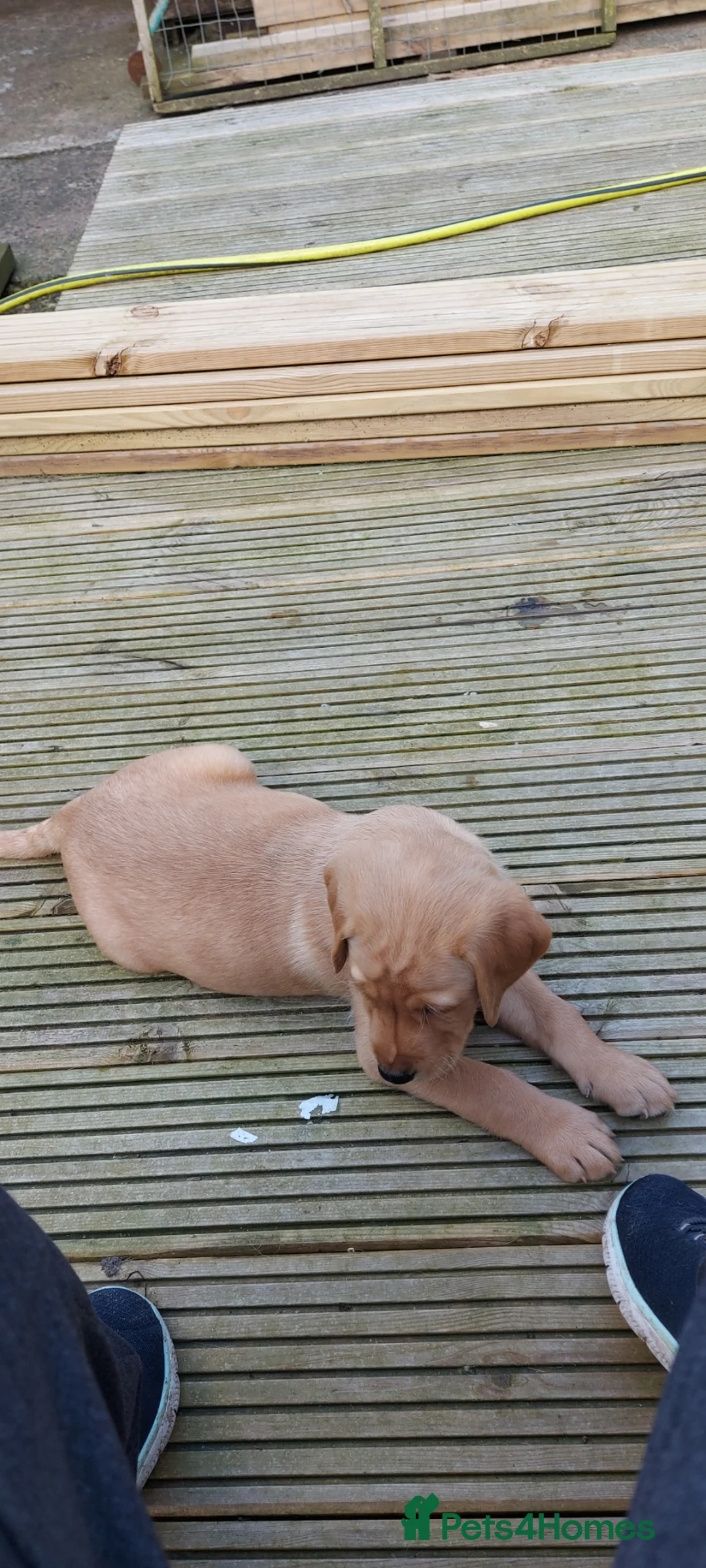 Labrador Retriever dogs for sale: Labrador Retriever puppy - Advert 5