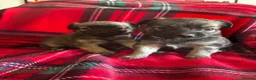 Chihuahua dogs for sale: Longhaired Chihuahua  - Advert 12