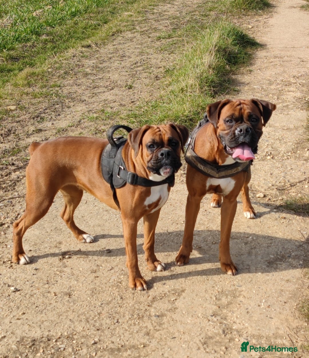 Boxer dogs Beautiful black mask bobtail/tailed boxer puppies  - Advert 5