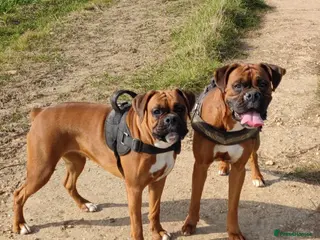 Boxer dogs Beautiful black mask bobtail/tailed boxer puppies - Advert 16