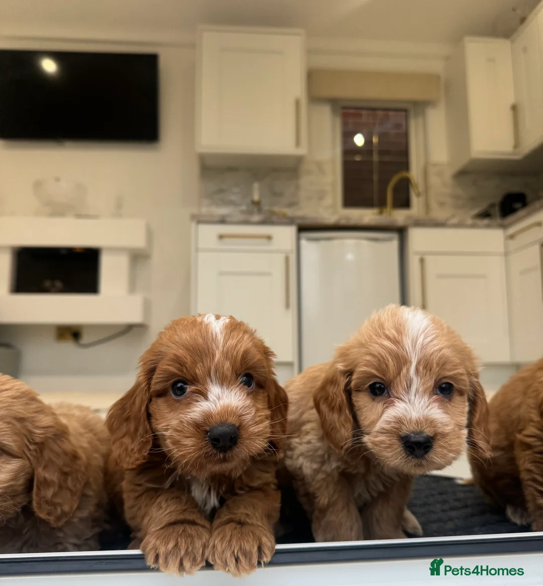 Cockapoo dogs for sale: F1 COCKAPOOS pra clear (council lincesed) - Advert 16