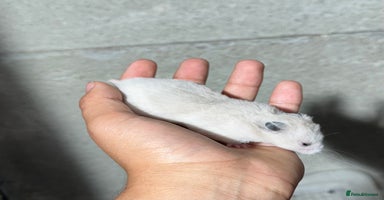 Hamster rodents - Advert 2