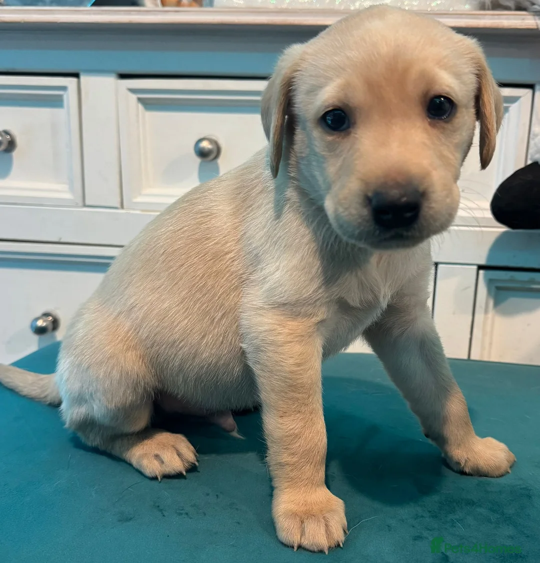 Labrador Retriever dogs for sale: KC Labrador Bitch Puppy ready to leave  - Advert 6