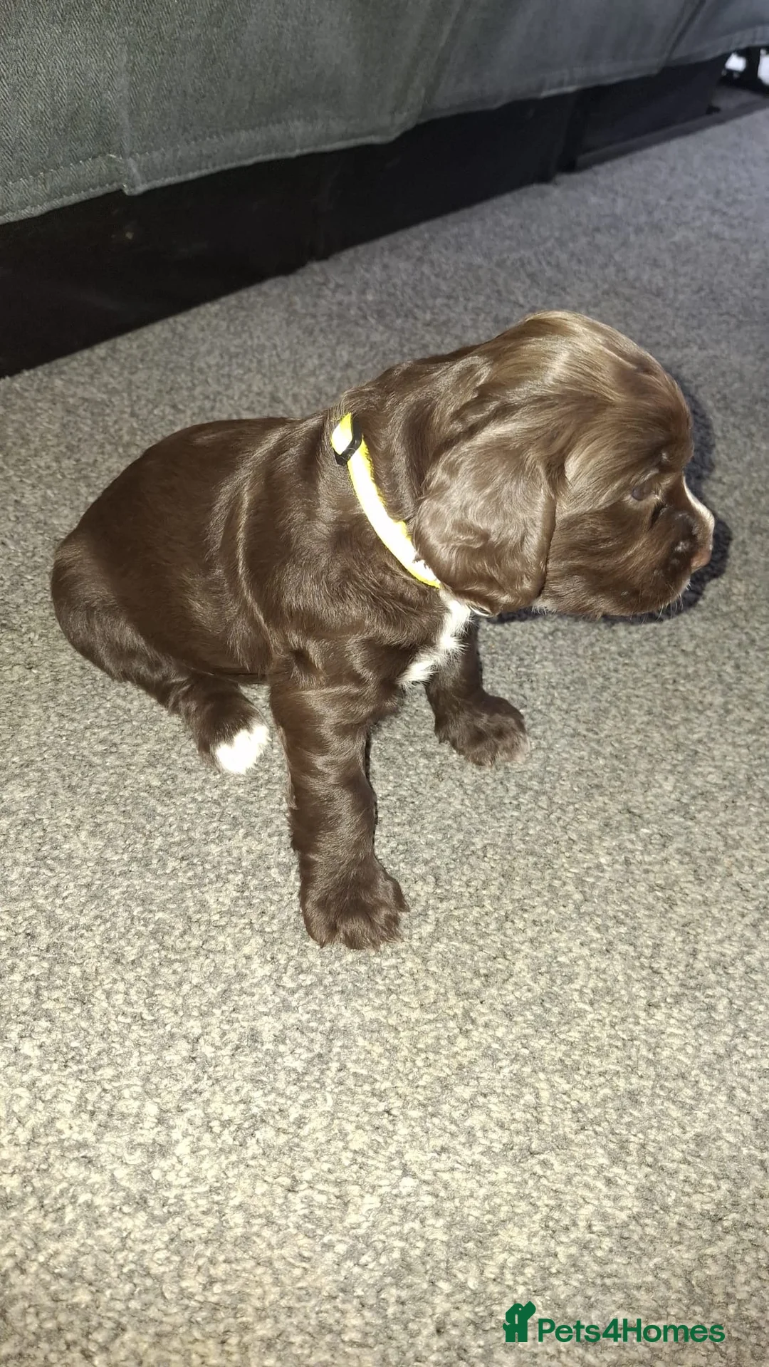 Cocker Spaniel dogs for sale: Cocker spaniel bitches  in Redcar - Advert 11