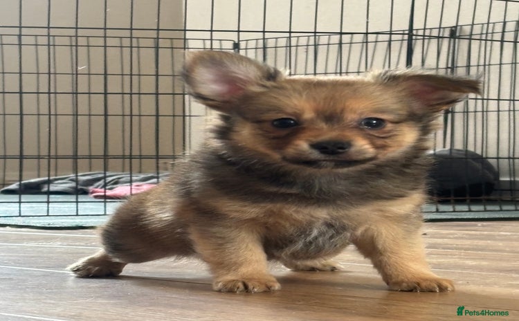 Chihuahua dogs - Advert 8