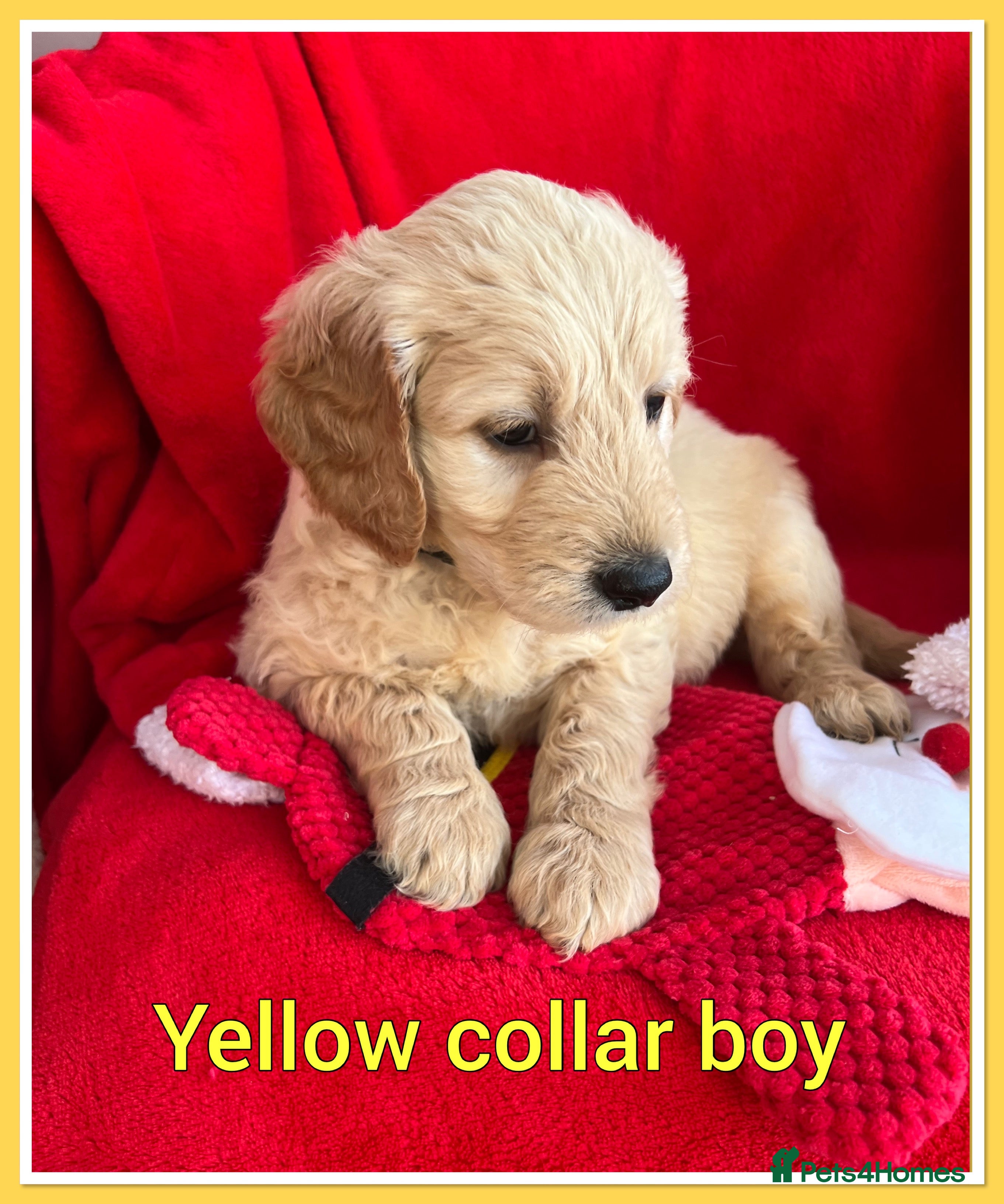 Mini Goldendoodle dogs 🐾STUNNING F1 MINIATURE GOLDEN DOODLES 🐾 - Advert 3