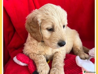 Mini Goldendoodle dogs 🐾STUNNING F1 MINIATURE GOLDEN DOODLES 🐾 - Advert 3