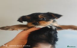 Yorkshire Terrier dogs for sale: Yorkshire terrier puppies  - Advert 3